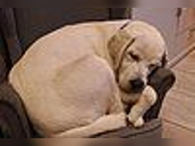 Labrador Welpen in gelb Hündin und Rüde