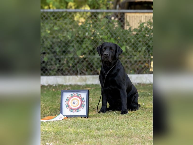 Labrador Welpen schwarz