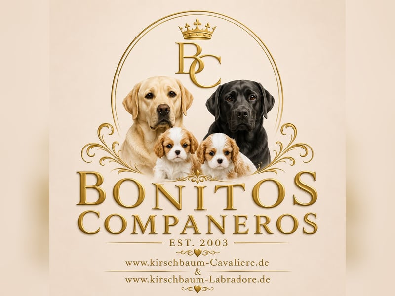 Labrador Welpen schwarz