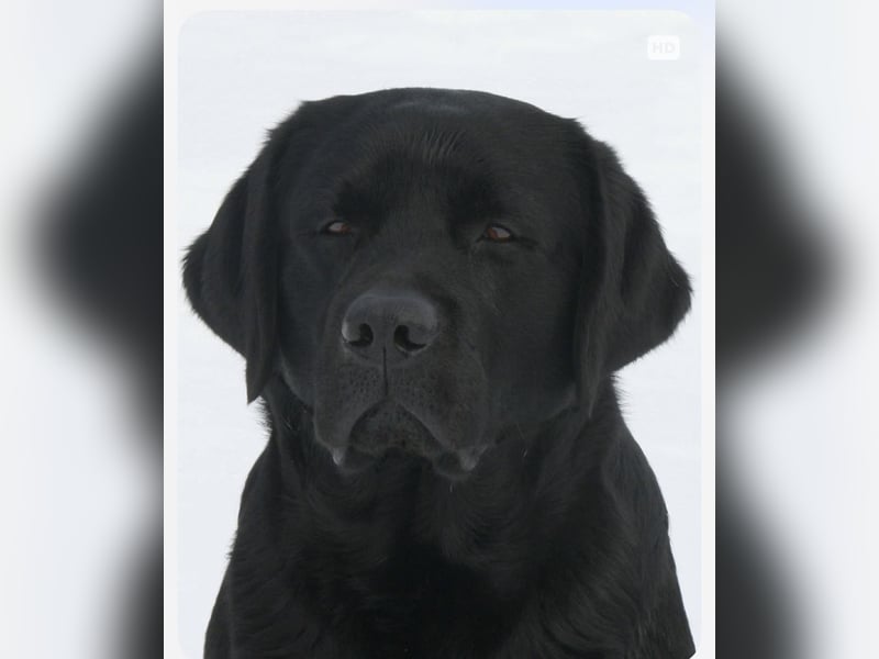 Labrador Welpen schwarz