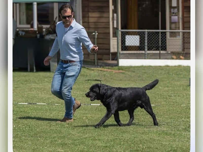 Labrador Welpen schwarz