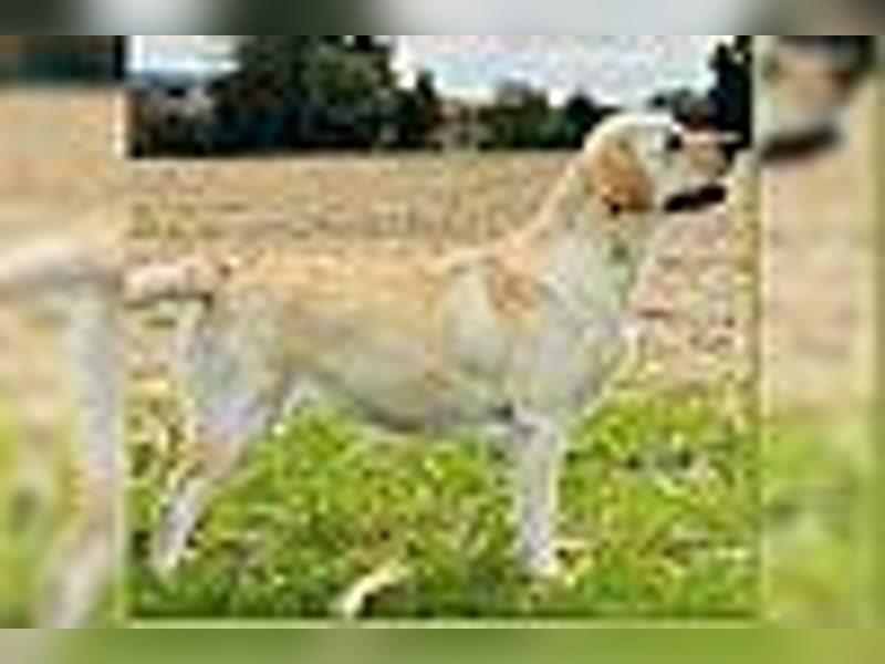 Labrador Welpen in gelb Hündin und Rüde