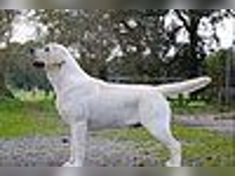 Labrador Welpen in gelb Hündin und Rüde