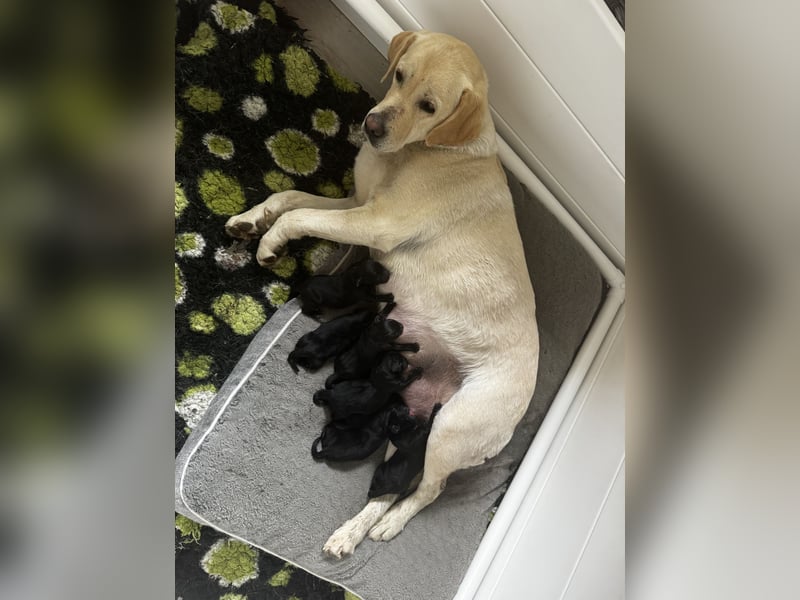 Labrador Welpen schwarz