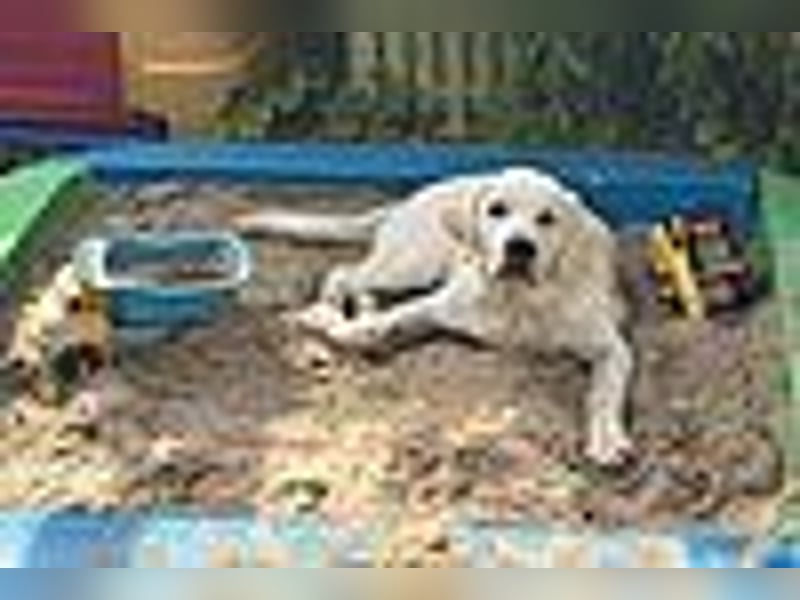 Labrador Welpen in gelb Hündin und Rüde