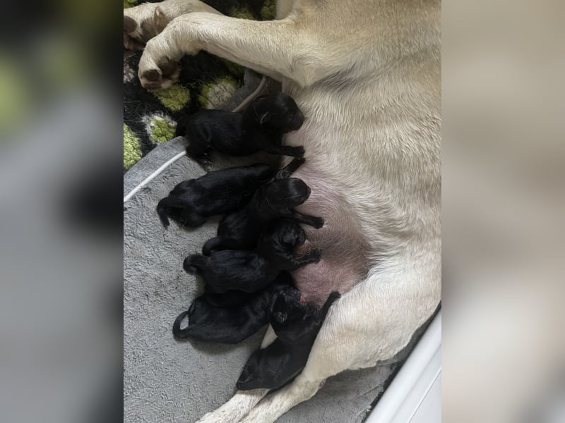 Labrador Welpen schwarz