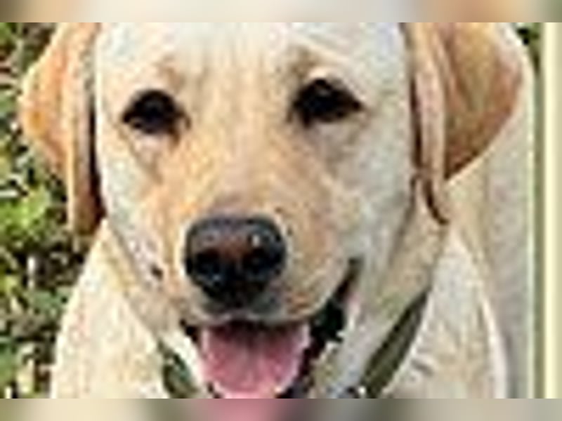 Labrador Welpen in gelb Hündin und Rüde