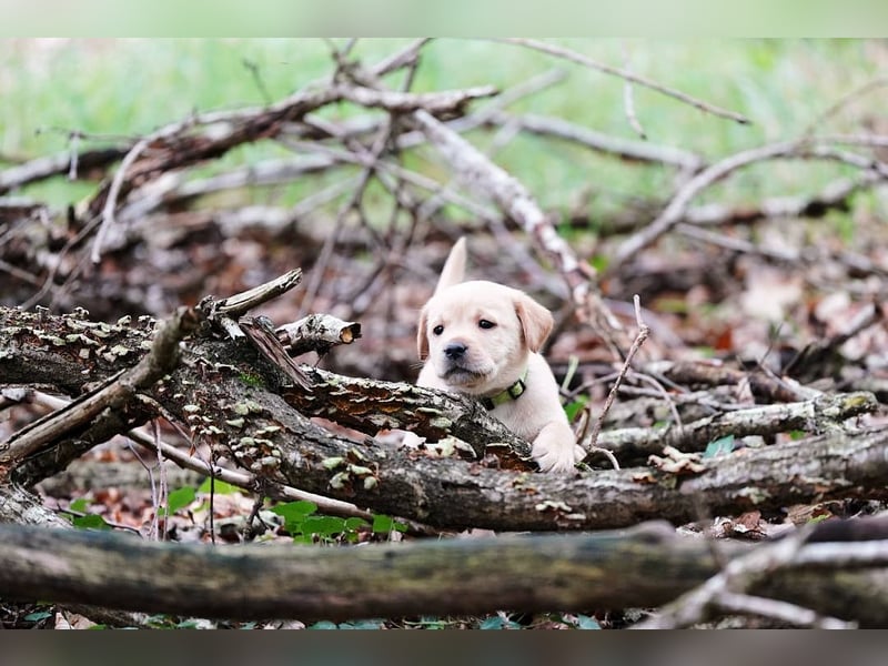 Labrador Welpen in Weiss