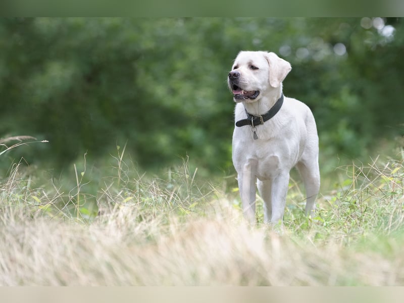 Labrador Welpen in Weiss