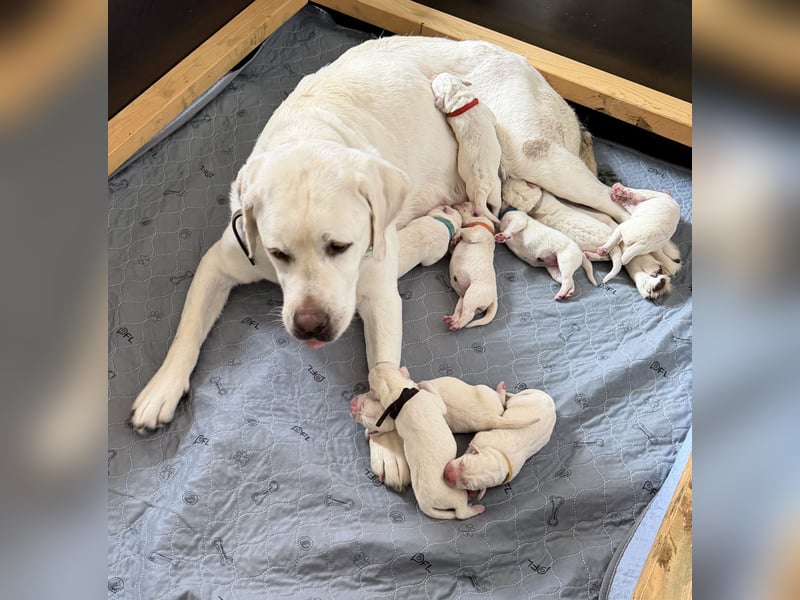 Labrador Welpen in Weiss