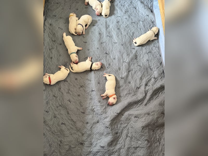 Labrador Welpen in Weiss