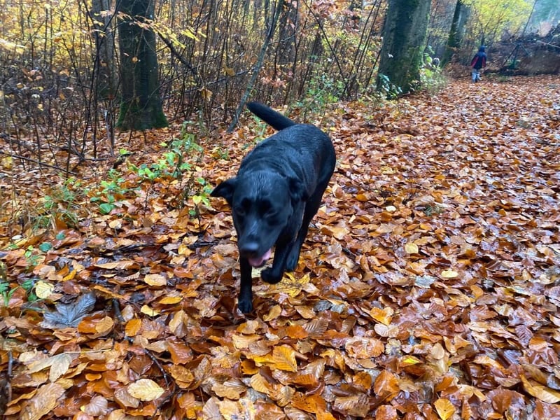 Stella - neues Zuhause gesucht