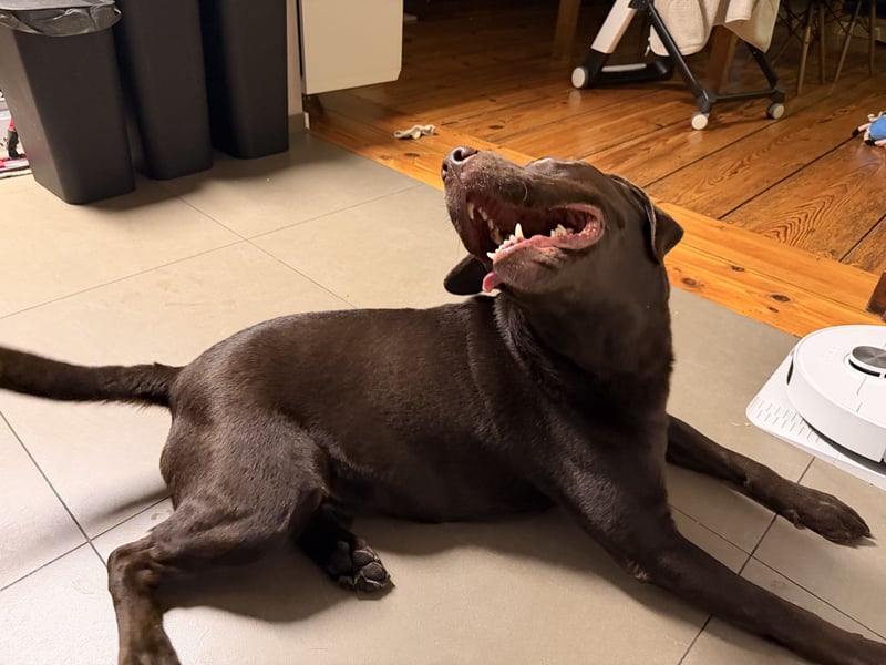 Labrador Retriever – reinrassig (Chocolate) mit Papieren