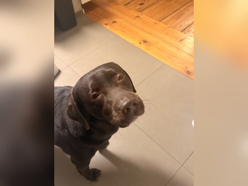 Labrador Retriever – reinrassig (Chocolate) mit Papieren