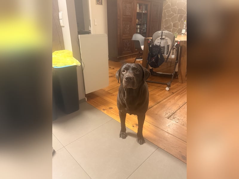 Labrador Retriever – reinrassig (Chocolate) mit Papieren