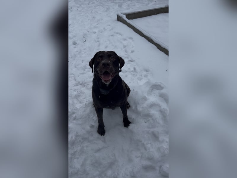 Labrador Retriever – reinrassig (Chocolate) mit Papieren