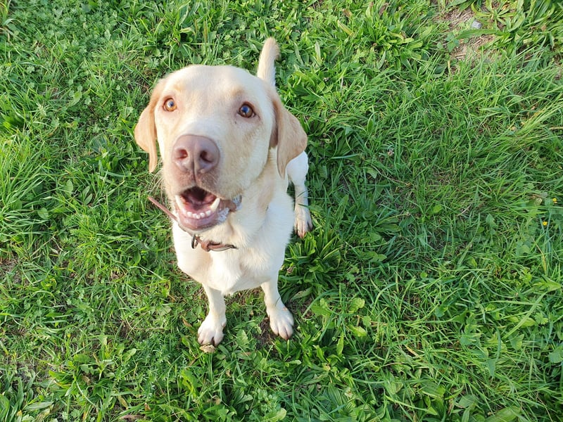 Sanfter Labrador Piet sucht Menschen mit Herz und Verständnis
