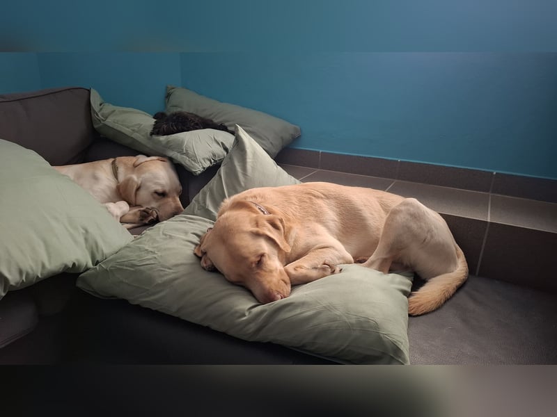 Sanfter Labrador Piet sucht Menschen mit Herz und Verständnis