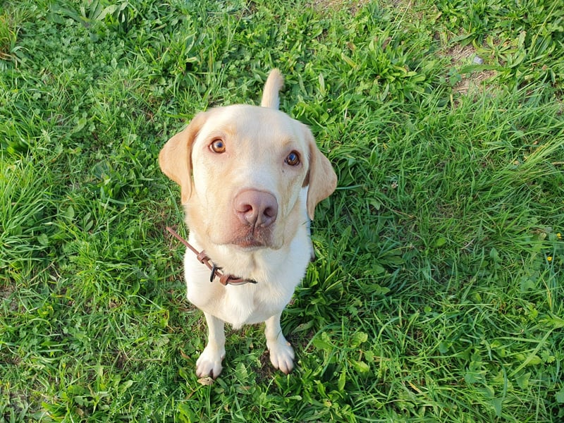 Sanfter Labrador Piet sucht Menschen mit Herz und Verständnis