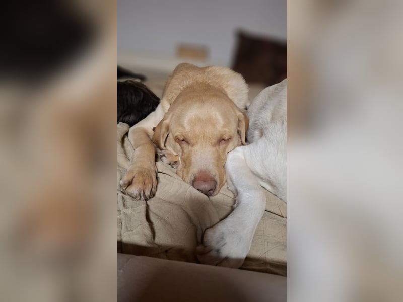 Sanfter Labrador Piet sucht Menschen mit Herz und Verständnis