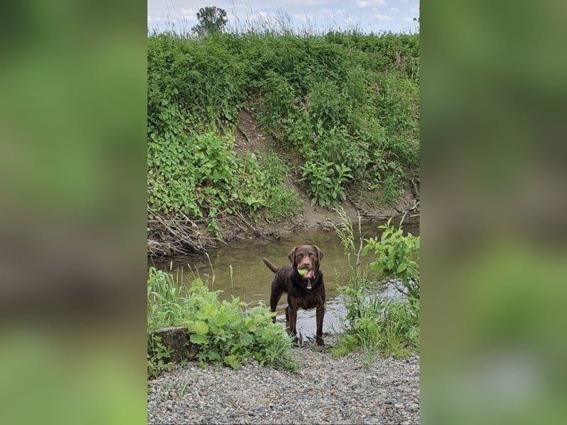Labrador Deckrüde mit Papieren