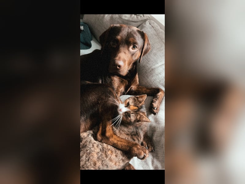 Labrador Deckrüde mit Papieren