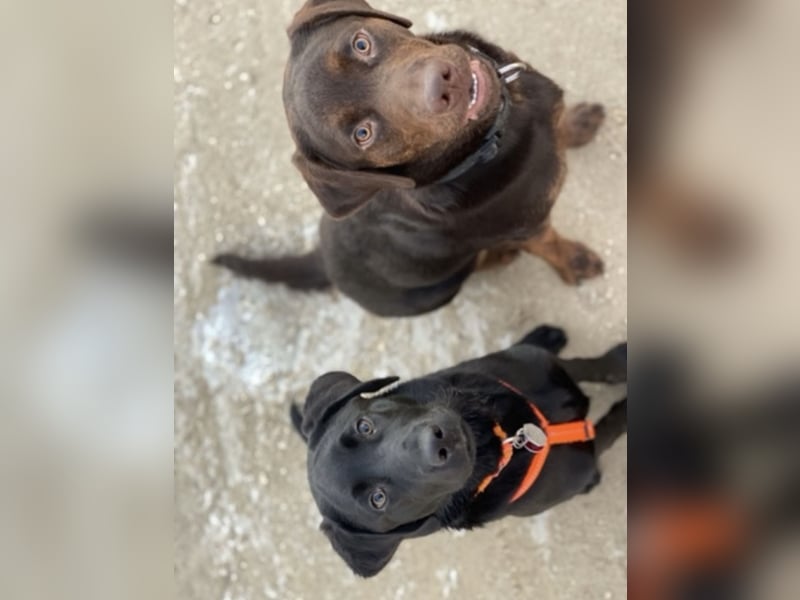 Labrador Deckrüde mit Papieren