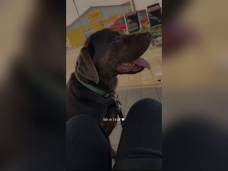 Labrador Deckrüde mit Papieren