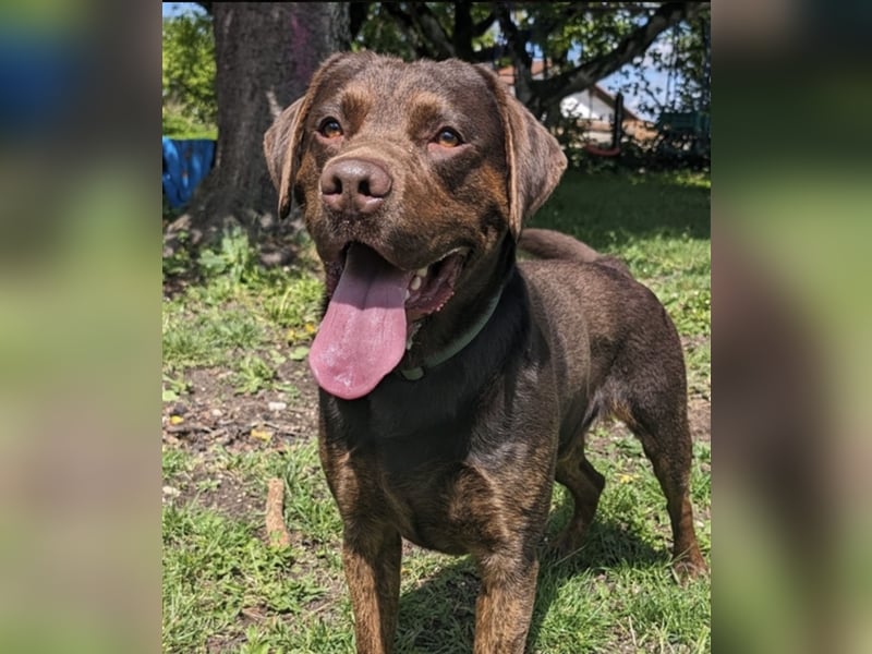 Labrador Deckrüde mit Papieren