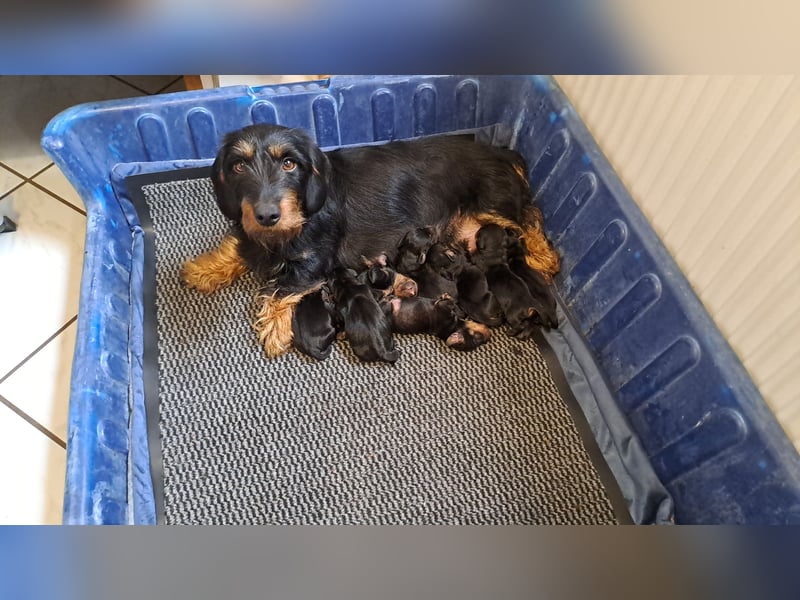 Dackel Welpen, Rauhaarteckel Welpen, reinrassig