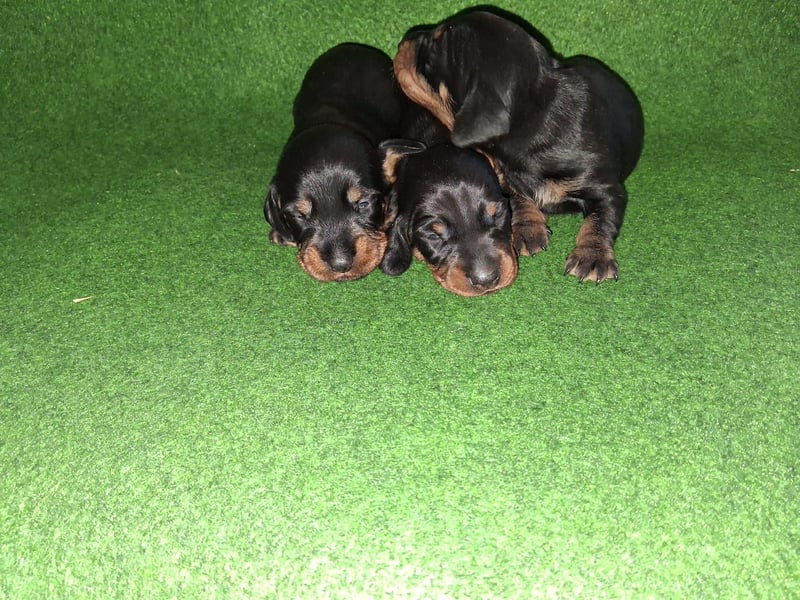 Dackel Welpen, Rauhaarteckel Welpen, reinrassig