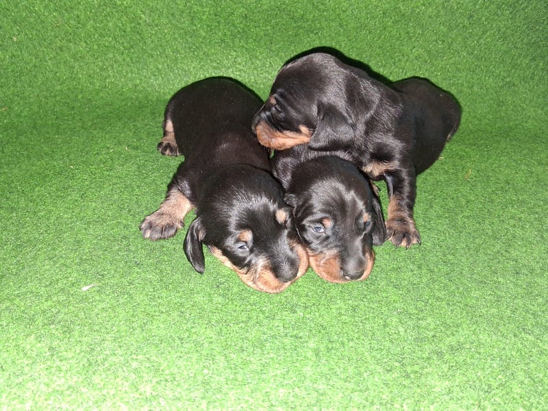 Dackel Welpen, Rauhaarteckel Welpen, reinrassig