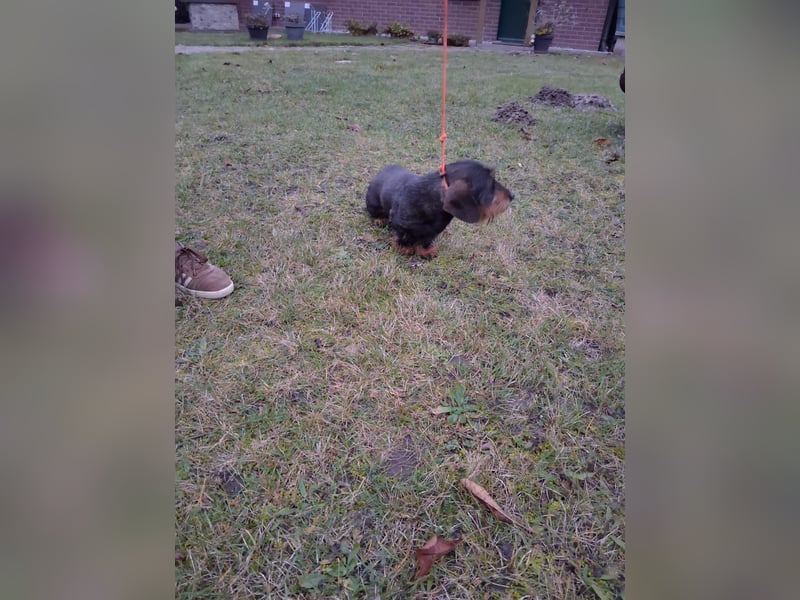 Dackel Welpen, Rauhaarteckel Welpen, reinrassig