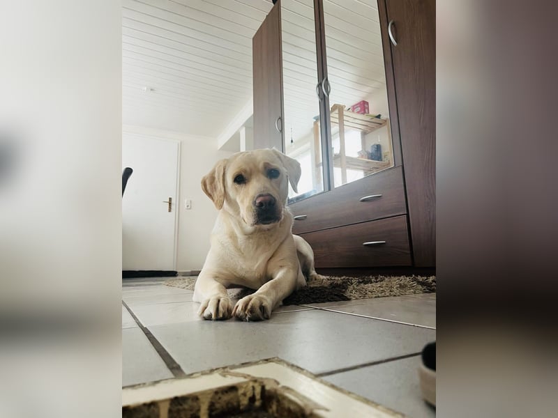 Labrador Retriever sucht neues zu Hause