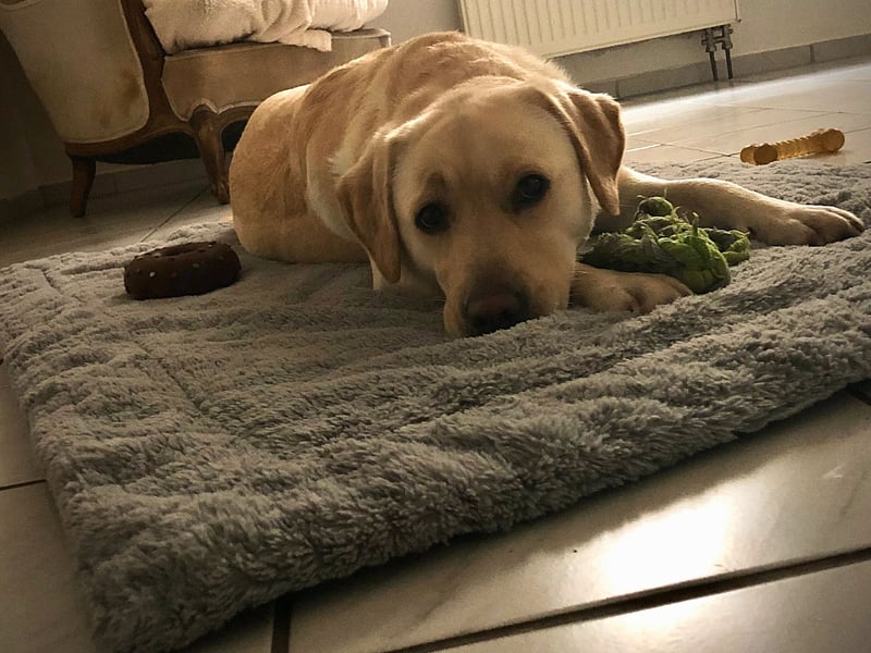 Labrador Retriever sucht neues zu Hause