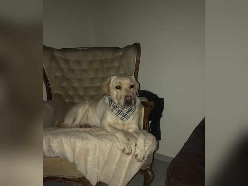 Labrador Retriever sucht neues zu Hause