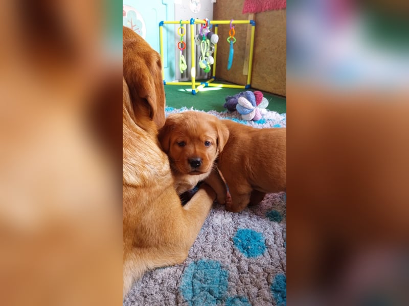 *Labrador Retriever Welpe mit Ahnentafel*Körzucht*