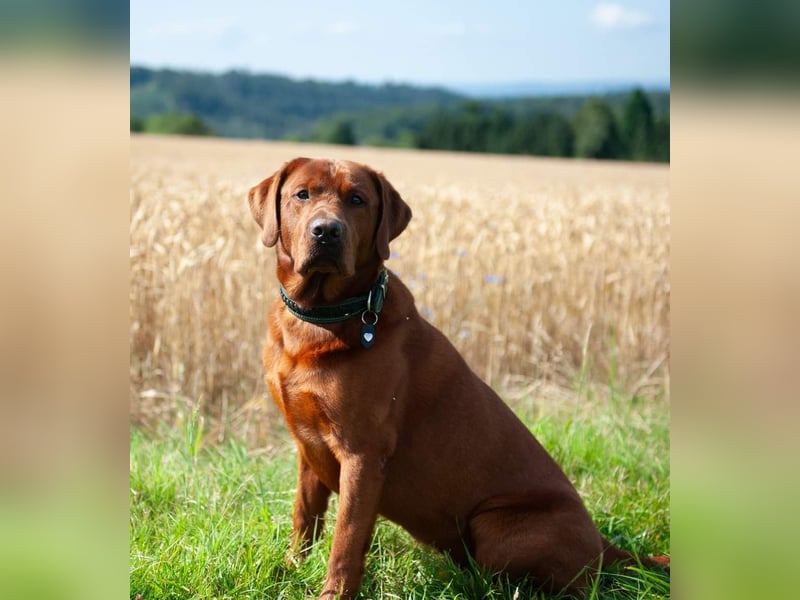 *Labrador Retriever Welpe mit Ahnentafel*Körzucht*
