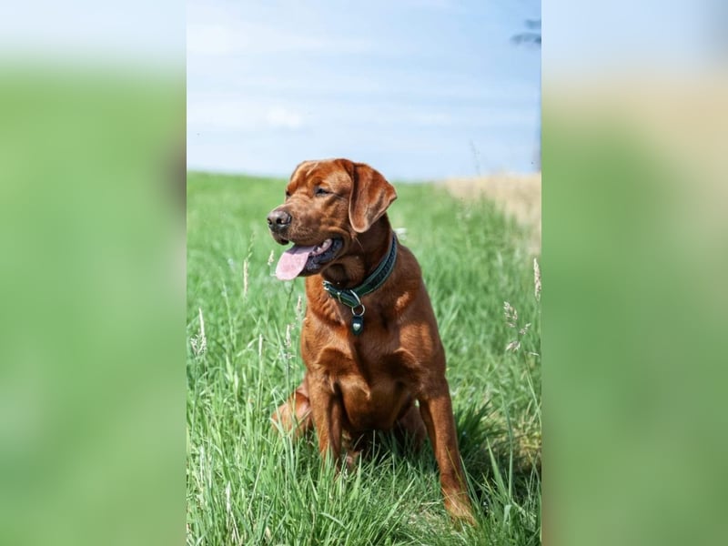 *Labrador Retriever Welpe mit Ahnentafel*Körzucht*
