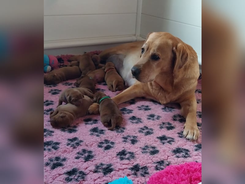 *Labrador Retriever Welpe mit Ahnentafel*Körzucht*