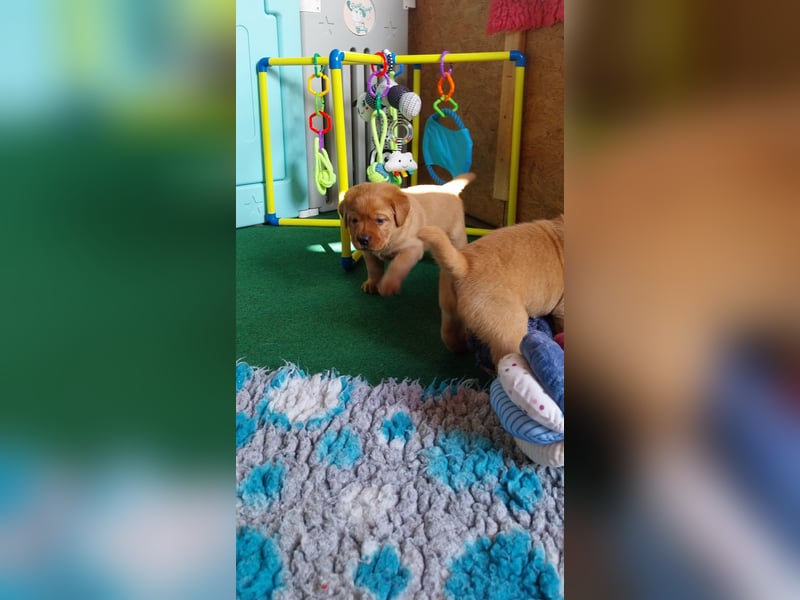 *Labrador Retriever Welpe mit Ahnentafel*Körzucht*