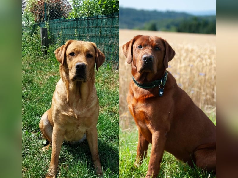 *Labrador Retriever Welpe mit Ahnentafel*Körzucht*