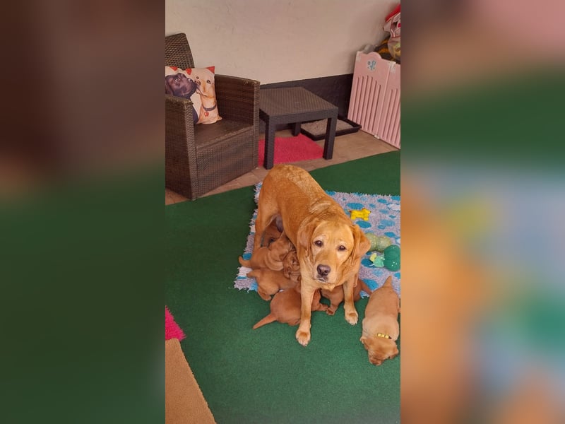 *Labrador Retriever Welpe mit Ahnentafel*Körzucht*