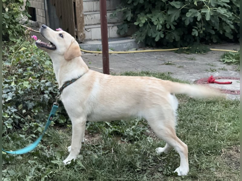 Labrador Retriever Hündin (9 Monate) aus Spitzenverpaarung (FCI - VDH Papiere)