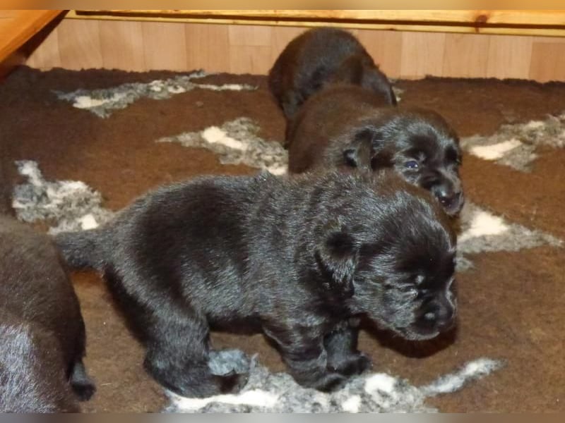 Wir planen Welpen in Schwarz und Gelb zu Anfang Mai