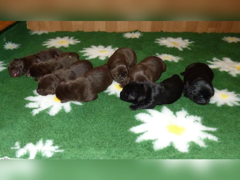 Eine Hündin in Chocolate sucht ihre Familie