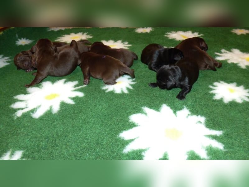 Eine Hündin in Chocolate sucht ihre Familie