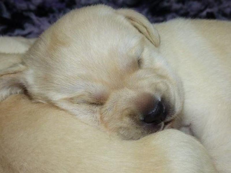 Wir planen Welpen in Schwarz und Gelb zu Anfang Mai