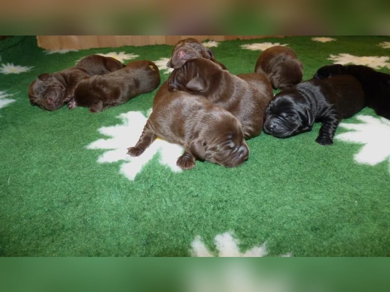 Eine Hündin in Chocolate sucht ihre Familie
