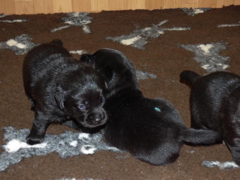 Wir planen Welpen in Schwarz und Gelb zu Anfang Mai